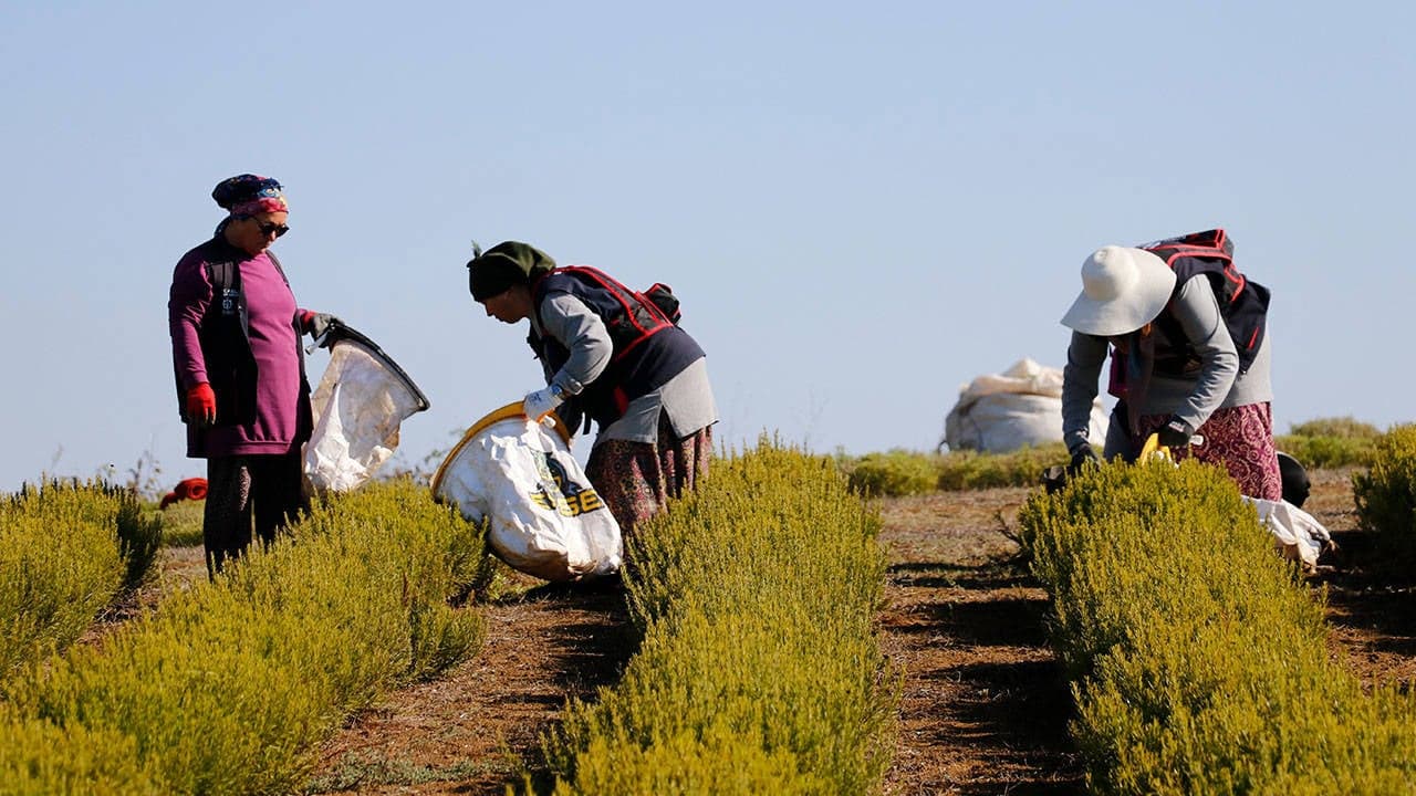 Türk Çiftçisi Borç Sarmalında: Milli Üretim Tehlikede